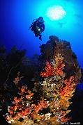 Catherine Ambiance-Safaga Panomara Reef Sud-30m-20171123-Denis-ADER-DSC_3513_tn
